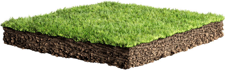 grass