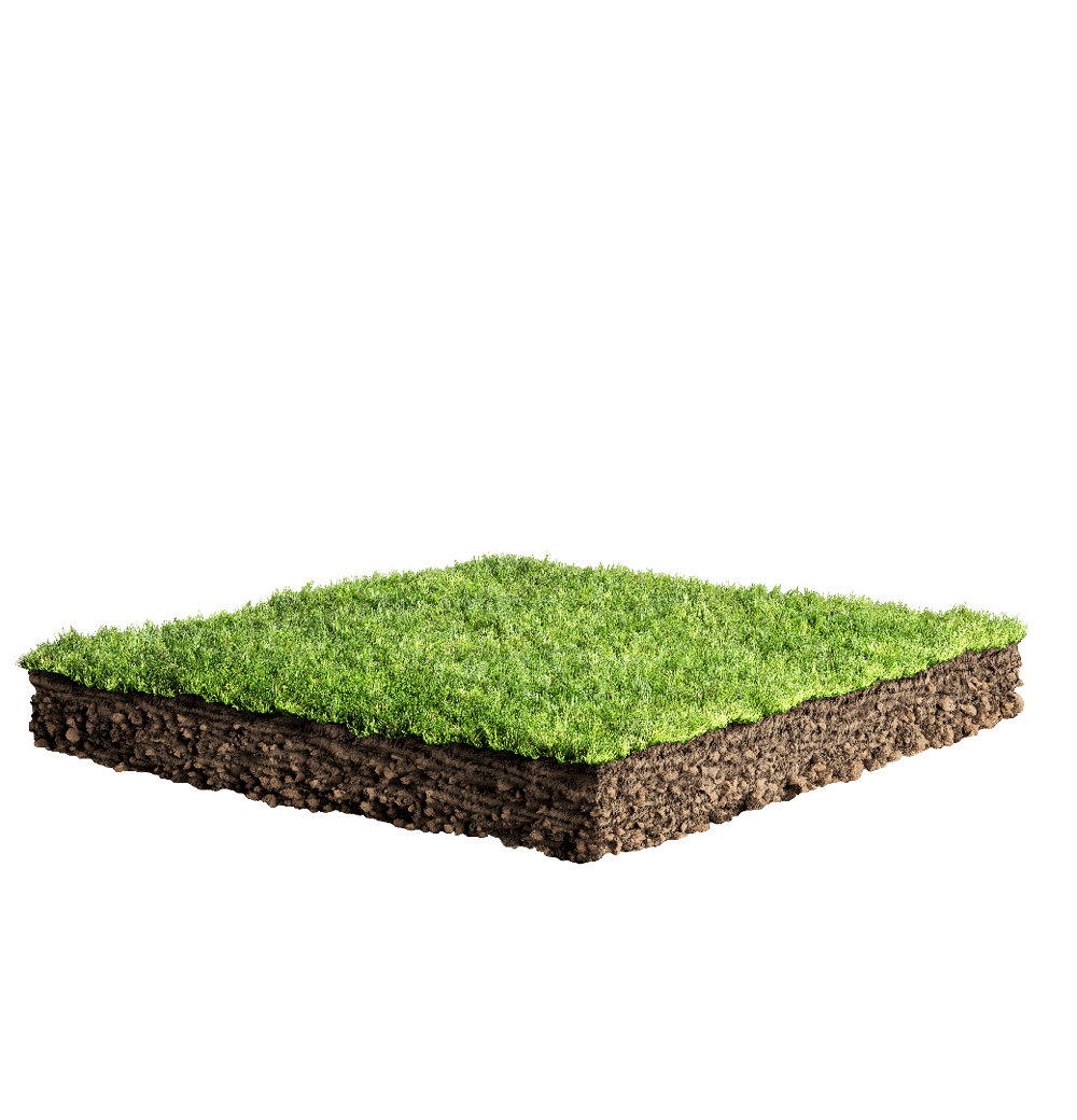 grass