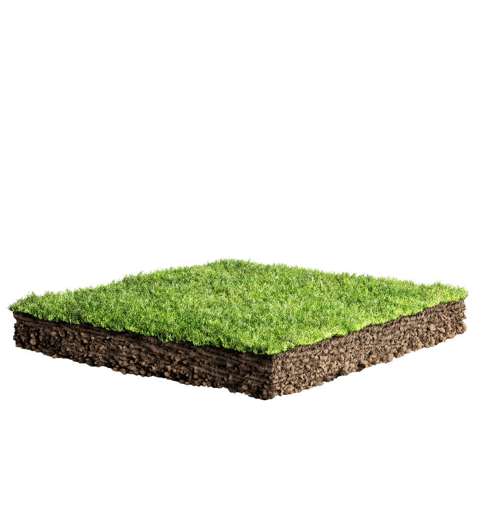 grass