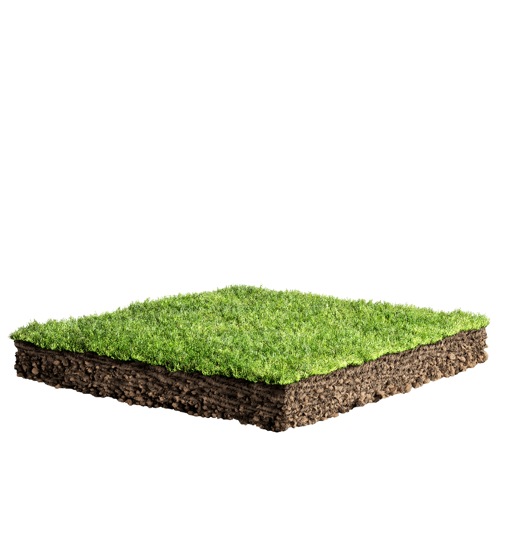 grass