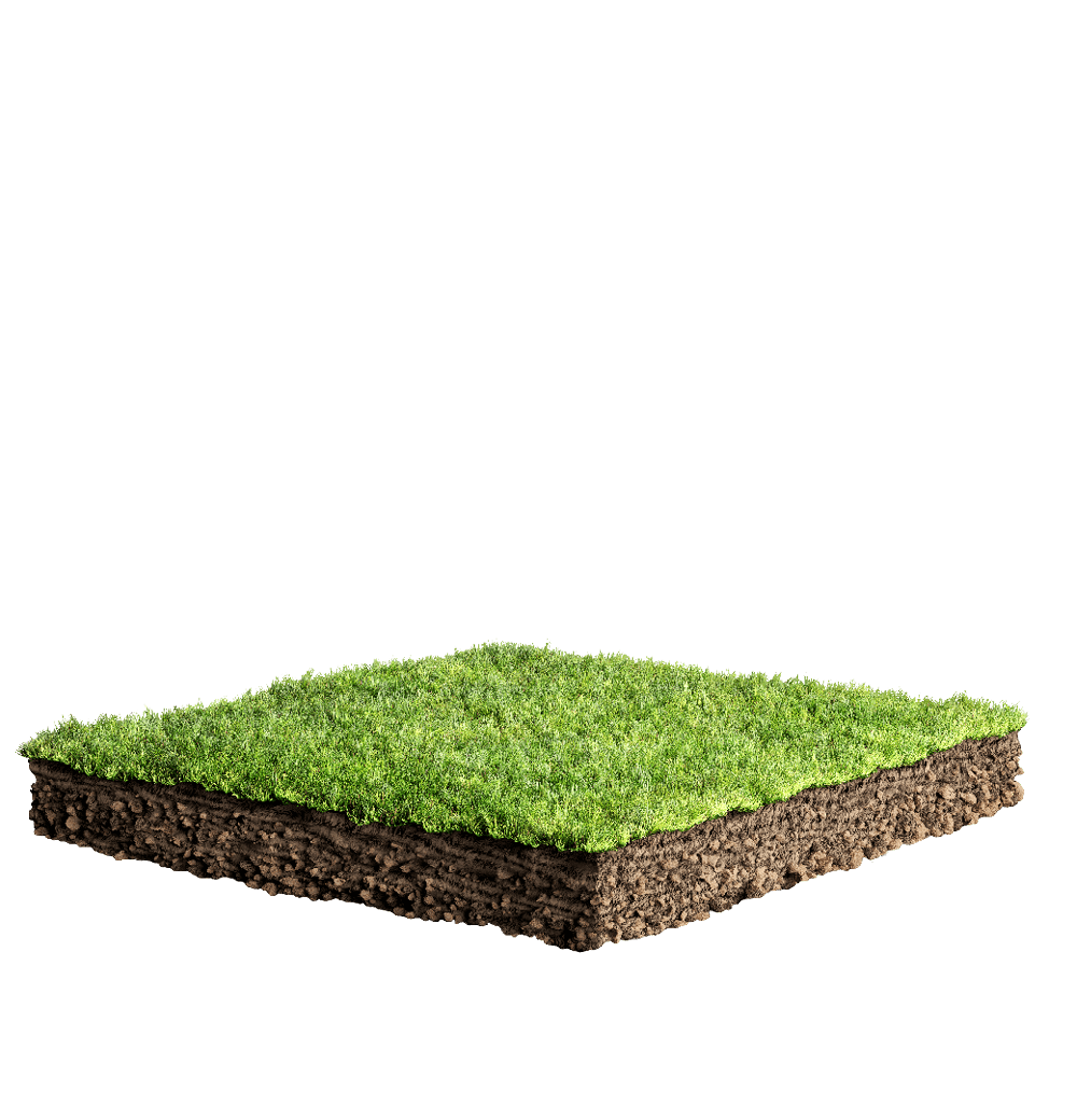 grass