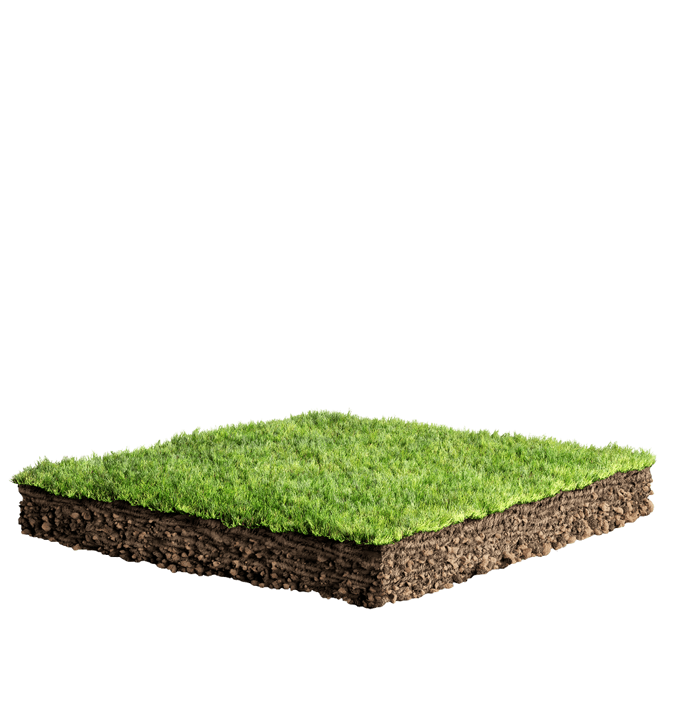grass